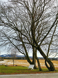 copac, bancă, camp, zăpadă, parc, rural, arbore gol, nici o persoana, în aer liber, zi, ramură, cer, natură, plantă, trunchi de copac, trompă, liniște, teren, o scenă liniștită, frumusețe în natură, parc - om spațiu făcut, creştere, scenice - natura, iarbă, Banca din parc, 4K, CC0, domeniu public, fără drepturi de autor
