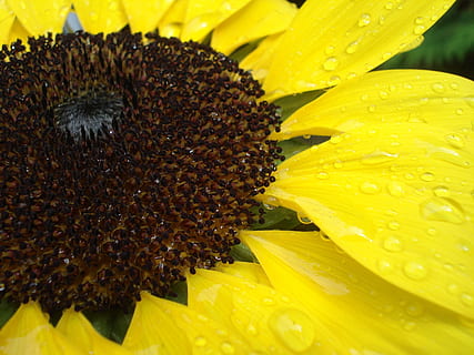 solblomst, Lukk, regndråpe, gul, blomst, blomstrende plante, petal, blomsterhodet, skjørhet, vekst, anlegg, sårbarhet, inflorescence, friskhet, skjønnhet i naturen, nærbilde, pollen, natur, solsikke, ingen folk, miste, virvelløse, utendørs, pollinering, dugg, 2K, CC0, offentlig domene, opphavsrett gratis