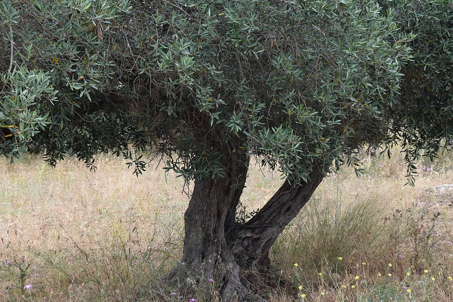 Ulivo, albero, vecchio albero, nodoso, natura, radice d'oliva, mediterraneo, estate, pianta, terra, nessuno, crescita, giorno, la tranquillità, foresta, bellezza nella natura, campo, all'aperto, erba, tronco d'albero, tronco, colore verde, ramo, scena non urbana, scenics - natura, scena tranquilla, 5K