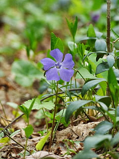 Periwinkle, Skov, forår, blomstrende plante, blomst, plante, friskhed, sårbarhed, skønhed i naturen, skrøbelighed, vækst, kronblad, tæt på, lilla, plante del, blomsterstand, natur, blad, blomsterhoved, selektiv fokusering, ingen mennesker, dag, Mark, udendørs, 4K, CC0, offentligt domæne, royaltyfrie