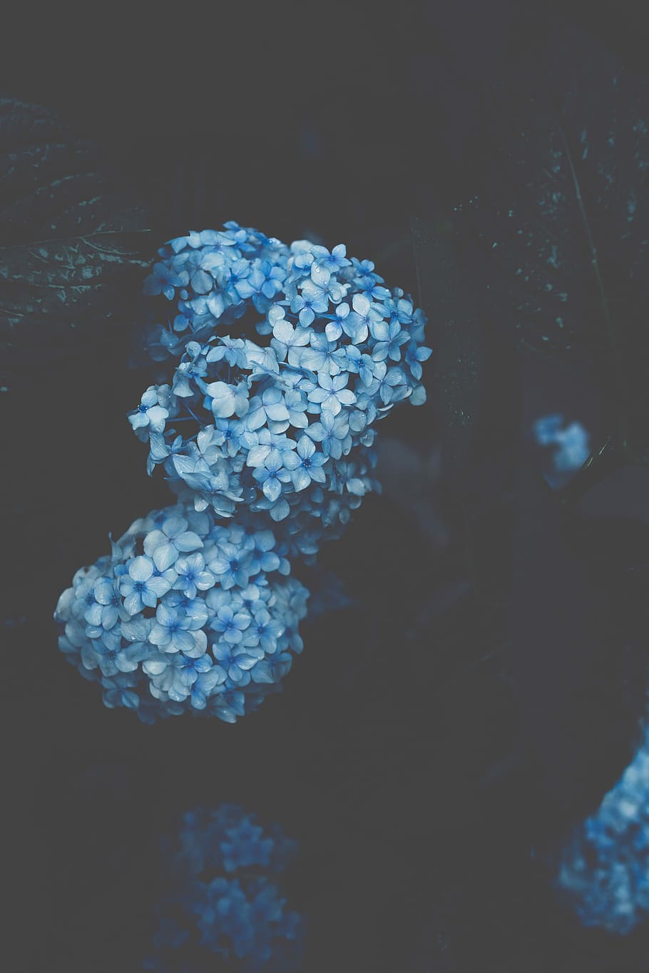 Low-Light-Fotografie, Blau, Blumen, selektiv, fokus fotografie, Hortensien, blühen, Pflanze, Hortensie, Blume, dunkel, verblassen, Natur, Regentropfen, Tröpfchen, Tapete, Verletzlichkeit, Schönheit in der Natur, Zerbrechlichkeit, blühende Pflanze, Frische, Wachstum, Nahansicht, Blütenblatt, keine Leute, Blumenstrauß, Blütenkopf, draußen, Blütenstand, Wasser, Tag, Marine, 5K