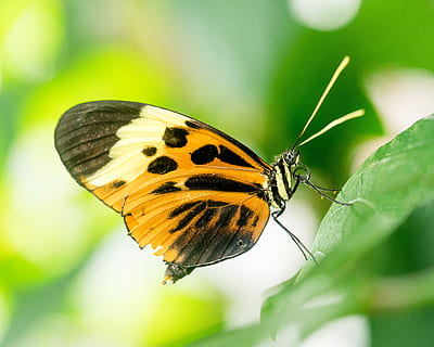 maro, negru, fluture, cocoțat, frunze, verde, timpul zilei, aripi, insectă, natură, uzat, animale sălbatice, nevertebrat, animale tematice, animal, un animal, frumusețe în natură, fluture - insectă, animal aripă, animale în sălbăticie, a închide, partea corpului animalului, parte a plantelor, să se concentreze asupra primelor elemente, plantă, nici o persoana, fragilitate, vulnerabilitate, în aer liber, 4K, CC0, domeniu public, fără drepturi de autor