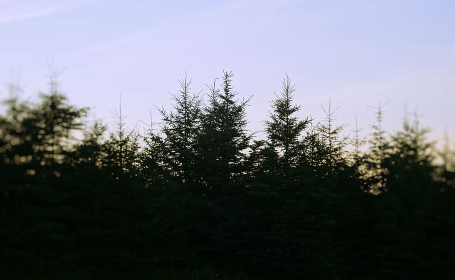 verd, arbres, blau, cel, durant el dia, naturalesa, boscos, silueta, arbre, cap gent, a l'aire lliure, dia, agricultura, planta, escenics, creixement, paisatge, bellesa a la natura, tranquil·litat, escena tranquil·la, color verd, terra, escena no urbana, escenics - natura, bosc, arbre de coníferes, vista d’angle baix, cel clar, pi, bosc de pi, avet, 2K