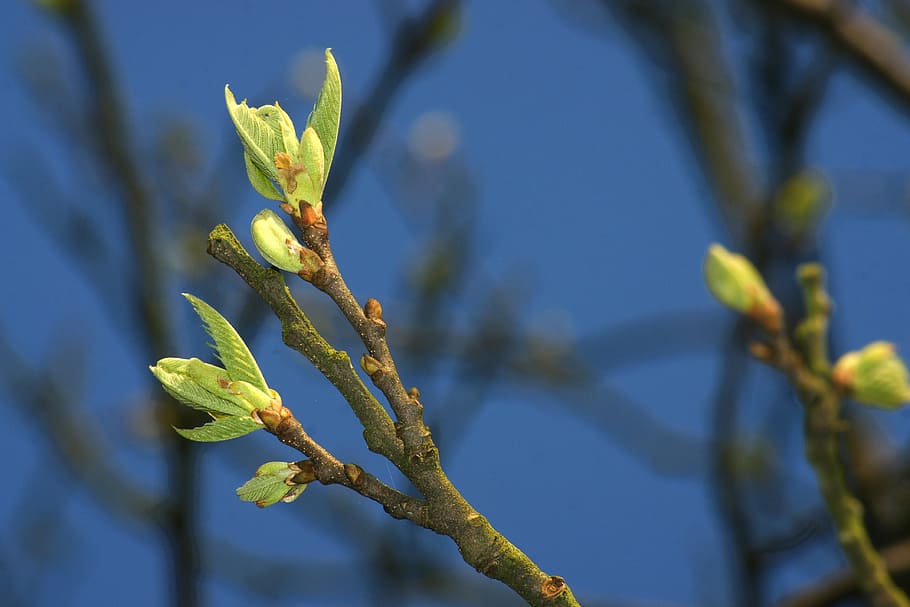 primavera, albero, ramo, flora, foglia, natura, verde, le foglie, fogliame, fresco, germogliare, sparare, in crescita, crescita, luce del sole, naturale, all'aperto, biologico, freschezza, castagno, pianta, avvicinamento, nessuno, bellezza nella natura, blu, concentrarsi sulle conoscenze acquisite, colore verde, parte vegetale, fiore, fragilità, vulnerabilità, pianta fiorita, giorno, temi animali, animale, 4K