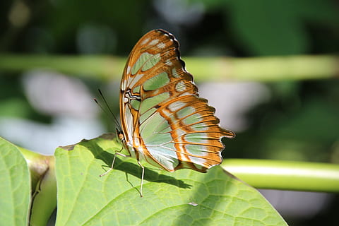 borboleta, inseto, perto, invertebrado, beleza na natureza, animais selvagens, borboleta - inseto, asa animal, folha, parte da planta, animais em estado selvagem, fechar-se, um animal, animal, temas animais, focar em primeiro plano, plantar, natureza, dia, cor verde, ninguém, crescimento, ao ar livre, 5K, CC0, domínio público, royalty free