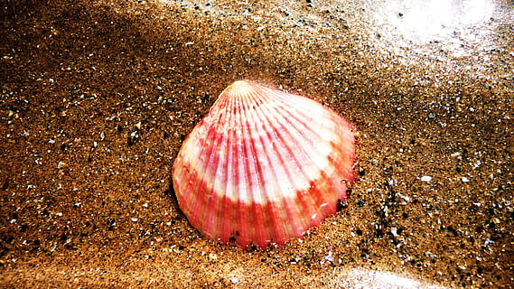 shell, strand, strand, sand, ocean, muslingeskal, skal, strand, sand, kyst, rød, mønster, tæt på, ingen mennesker, bevægelse, dag, jord, natur, dyr, hav, vand, dyreliv, dyre temaer, høj vinkel visning, dyreskal, sollys, udendørs, marine, rullesten, 2K, CC0, offentligt domæne, royaltyfrie