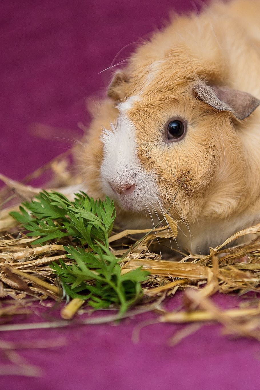 Meerschweinchen, Haustier, nager, Skorpionfisch, Nagetier, Rosette, Tier, Tierthemen, Säugetier, ein Tier, Haustiere, inländisch, Wirbeltier, Nahansicht, keine Leute, selektiver Fokus, Tierwelt, drinnen, Tierkörperteil, süß, Pflanze, Jungtier, Hase, Tierkopf, Whisker, pflanzenfressend, 2K