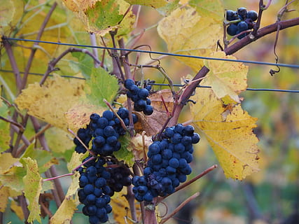 raïm, blau, vinya, fruita, tardor, raïm blau, fruites, viticultura, naturalesa, planta, menjar, raïm de taula, collita de vins, comestible, decoració, celler, fulla de vi, alimentació saludable, menjar i beguda, frescor, full, part de la planta, creixement, benestar, munt, agricultura, elaboració de vins, raïm vermell, cap gent, dia, madur, a l'aire lliure, plantació, 1080P, CC0, domini públic, lliure de regalies