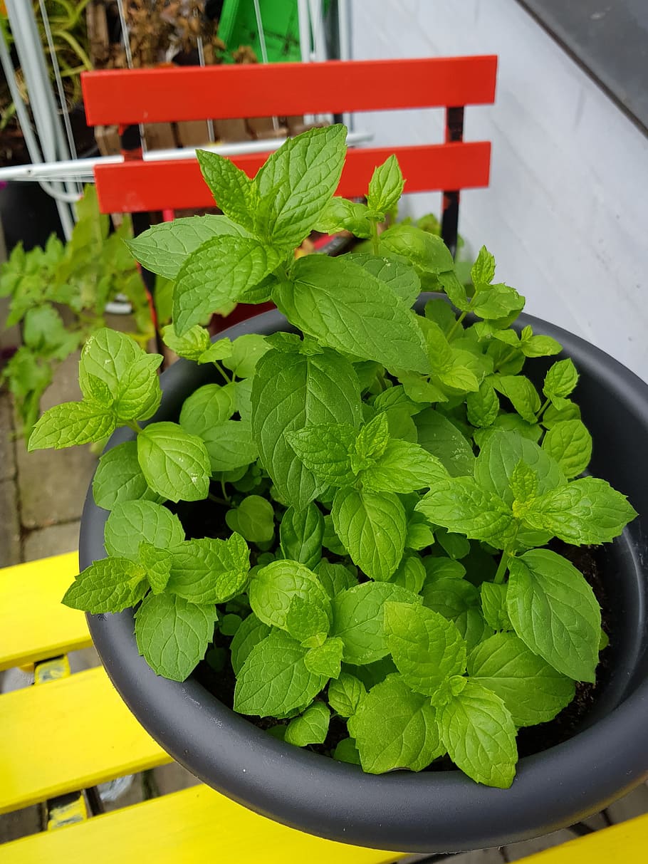 menta, verd, bonic, full, part de la planta, color verd, menjar i beguda, menjar, frescor, planta, taula, primer pla, planta en test, herba, cap gent, naturalesa, benestar, dia, alimentació saludable, vista d’angle alt, a l'interior, fulla de menta - culinària, creixement, fulles, 4K