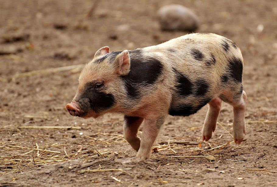 blanc, negre, garrí, corrent, porcs petits, mini, bonic, dolç, divertit, jugar, un animal, animal, temes d'animals, mamífer, porc, cap gent, animals domèstics, terra, nacional, vertebrats, de peu, brutícia, mascotes, dia, naturalesa, fauna animal, longitud completa, animal jove, caminar, vista lateral, petit, 4K