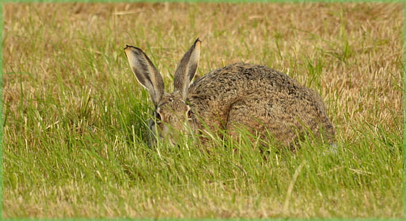 Hase, Feld, Wiese, Natur, Tier, wild, aussehen, Gras, Tierthemen, Pflanze, Tierwelt, Tiere in freier Wildbahn, Säugetier, Land, ein Tier, Wirbeltier, keine Leute, Tag, Seitenansicht, selektiver Fokus, Wachstum, grüne Farbe, draußen, Kaninchen - Tier, pflanzenfressend, 1080P, CC0, gemeinfrei, lizenzfrei