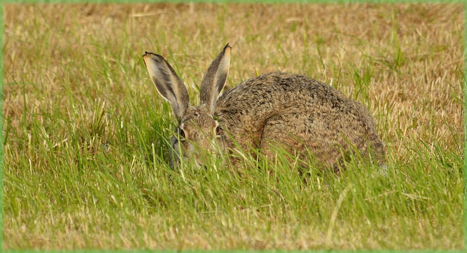 conill, llebre, camp, prat, naturalesa, animal, salvatge, mira, herba, temes d'animals, planta, fauna animal, animals a la natura, mamífer, terra, un animal, vertebrats, cap gent, dia, vista lateral, enfocament selectiu, creixement, color verd, a l'aire lliure, conill - animal, herbívors, 1080P