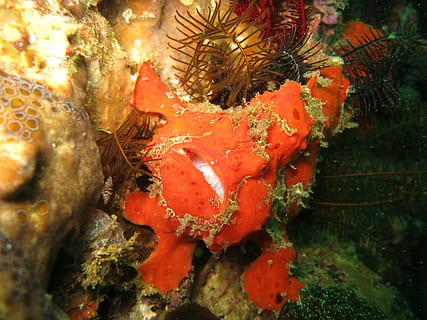 Anglerfisch, Seeteufel, Tauchen, Makro, Malapascua, Philippinen, Fisch, Meer, unter wasser, Ozean, Marine, Riff, Koralle, Wasser, Fotografie, Angler, Umgebung, rot, Spezies, Lebewesen, Kreatur, Orange, Tierwelt, Tier, Tiere in freier Wildbahn, Tierthemen, Leben im Meer, Nahansicht, unterseeisch, ein Tier, keine Leute, Natur, orange Farbe, Krebs, Krabbe, wirbellos, 4K, CC0, gemeinfrei, lizenzfrei