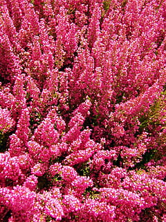 heide, vermelho, urze, flor, outono, cor forte, cor, brilhante, planta com flores, frescura, beleza na natureza, plantar, quadro completo, origens, vulnerabilidade, fragilidade, crescimento, cor rosa, natureza, ninguém, fechar-se, dia, abundância, campo, terra, ao ar livre, visão de alto ângulo, canteiro de flores, cabeça de flor, roxa, 4K, CC0, domínio público, royalty free