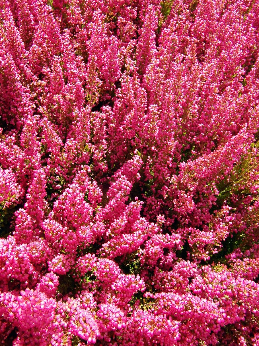 heide, vermell, bruc, florir, tardor, color fort, color, brillant, flor, planta amb flors, frescor, bellesa a la natura, planta, marc complet, fons, vulnerabilitat, fragilitat, creixement, color rosa, naturalesa, cap gent, primer pla, dia, abundància, camp, terra, a l'aire lliure, vista d’angle alt, llit de flors, cap de flor, porpra, 4K