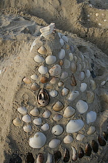 caramujos, areia, verão, visão de alto ângulo, terra, dia, de praia, ninguém, natureza, Concha, grande grupo de objetos, Concha do mar, luz solar, concha animal, Rocha, sólido, ao ar livre, padronizar, animais selvagens, abundância, fechar-se, pedra - objeto, seixo, 1080P, CC0, domínio público, royalty free