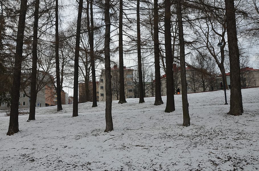 bosc, arbres, paisatge, parc, Finlàndia, paisatge, parc, tampere, neu, hivern, temperatura de fred, arbre, temps, naturalesa, terra, planta, tronc, tronc de l'arbre, dia, tranquil·litat, cap gent, camp, arbre nu, arquitectura, a l'aire lliure, estructura construïda, cobertura, escena no urbana, 4K