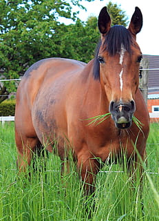 caballo, come, hierba, comer, come pasto, pasto, paddock, acoplamiento, pacer, marrón, prado, verano, Caballo marrón, pastos, verde, mamífero, temas de animales, animales domesticos, animal, nacional, ganado, mascotas, fauna animal, vertebrado, planta, tierra, campo, día, naturaleza, un animal, color verde, herbívoro, al aire libre, cabeza de animal, rancho, 1080P, CC0, dominio público, libre de derechos