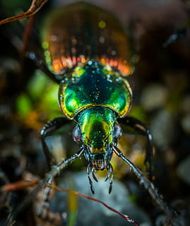 Grün, Orange, Käfer, Makrofotografie, metallisch, Makro, Insekt, Fehler, ein Tier, Nahansicht, Tierwelt, Tierthemen, Tiere in freier Wildbahn, wirbellos, Tier, Fokus auf den Vordergrund, keine Leute, Natur, Tierkörperteil, draußen, Tag, Gliederfüßer, Zoologie, selektiver Fokus, nass, grüne Farbe, Tierauge, 2K, CC0, gemeinfrei, lizenzfrei