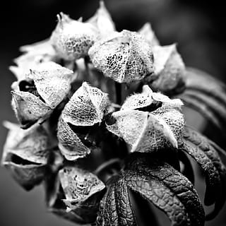 hortênsia, Jardim de flores, natureza, perto, flor, jardim, plantar, macro, flores silvestres, desvaneceu-se, seco, estrutura, esqueleto, flores, Preto branco, fotografia macro, branco, Preto, humor, Sombrio, foto preto e branco, monocromático, passado, fechar-se, Preto e branco, ninguém, folha, tiro do estúdio, fundo preto, crescimento, foco seletivo, beleza na natureza, focar em primeiro plano, vulnerabilidade, fragilidade, frescura, planta com flores, inflorescência, cabeça de flor, dia, pétala, Comida, planta murcha, 2K, CC0, domínio público, royalty free
