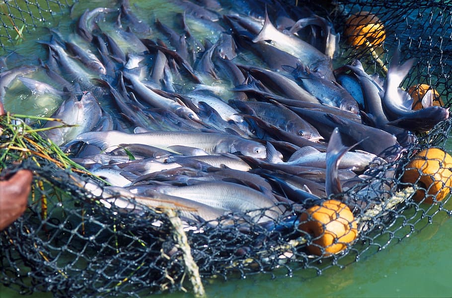gris, blau, peix, fresc, capturat, silur, granja, net, collita, negocis, nutrició, saborós, comerç, crua, mercat, sense coure, menjar, carn, sopar, cuina, marisc, pescar, indústria pesquera, captura de peixos, mar, frescor, peix preparat, animal, pescador, aliments crus, naturalesa, menjar i beguda, cap gent, gran grup d’animals, aigua, vertebrats, alimentació saludable, benestar, contenidor, a l'aire lliure, a la venda, dia, gran grup d'objectes, xarxa de pesca, marí, 1080P