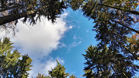 forest, tree, clouds, nature, view, from the bottom of the, sky, autumn, spring, landscape, plant, beauty in nature, low angle view, growth, tranquility, cloud - sky, green color, no people, tranquil scene, scenics - nature, day, branch, blue, outdoors, sunlight, non-urban scene, pine tree, coniferous tree, directly below, pine woodland, tree canopy, 4K, CC0, public domain, royalty free