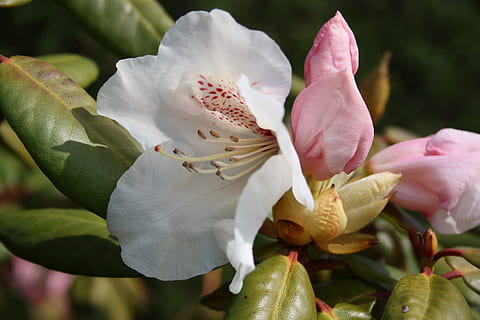 flower, denmark, spring, have, natural, white, rosa, beautiful, flowering plant, freshness, plant, beauty in nature, growth, petal, close-up, fragility, vulnerability, pollen, nature, plant part, flower head, leaf, inflorescence, pink color, day, focus on foreground, white color, outdoors, hand, springtime, finger, 4K, CC0, public domain, royalty free