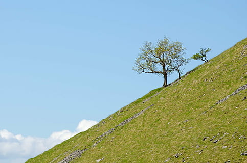 træ, træer, afdeling, grene, himmel, blå, sol, Sky, nord, yorkshire, england, Malham, parkere, lempelse, sæson, forår, sommer, solrig, solskin, blomstrende, græs, græsplæne, grøn, løv, skønhed, ingen, natur, landskab, baggrund, tapet, plante, lav vinkel visning, dag, skønhed i naturen, grøn farve, jord, bjerg, miljø, ingen mennesker, scenics - natur, kopiere plads, ro, sky - himmel, ikke-urbane scene, udendørs, 1080P, CC0, offentligt domæne, royaltyfrie