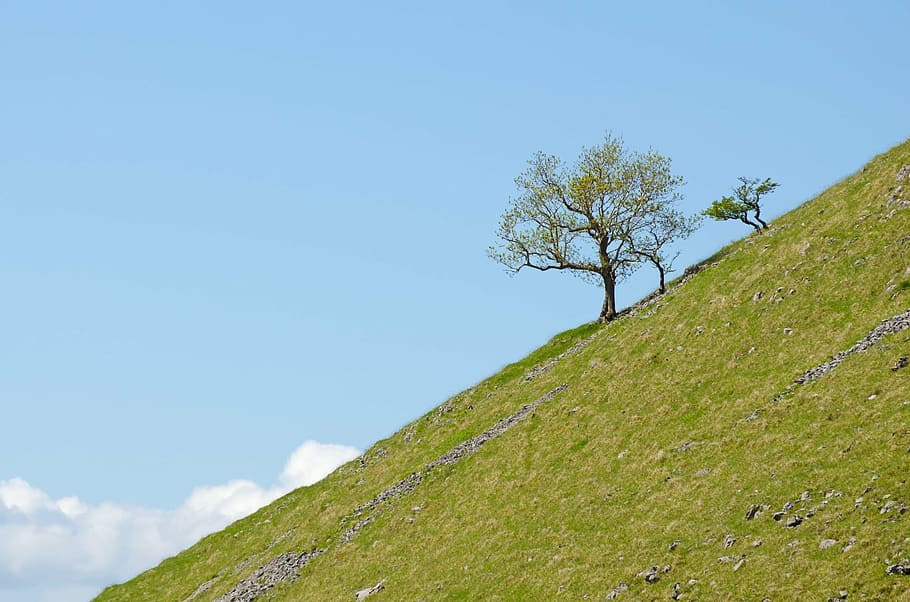arbre, arbres, branca, branques, cel, blau, sol, núvol, nord, Yorkshire, Anglaterra, malham, parc, relaxació, temporada, primavera, estiu, assolellat, florint, herba, gespa, verd, fullatge, bellesa, ningú, naturalesa, paisatge, fons, fons de pantalla, planta, vista d’angle baix, dia, bellesa a la natura, color verd, terra, muntanya, medi ambient, cap gent, escenics - natura, còpia espai, tranquil·litat, núvol - cel, escena no urbana, a l'aire lliure, 1080P