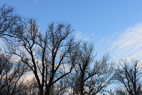 sort, krone, efterår, flok, måne, himmel, træer, fugle, træ, plante, afdeling, natur, blå, ingen mennesker, skønhed i naturen, udendørs, sky - himmel, bare træ, vinter, dag, Skov, lav vinkel visning, dyr i naturen, dyreliv, ikke-urbane scene, scenics - natur, fyrreskov, træ baldakin, 2K, CC0, offentligt domæne, royaltyfrie