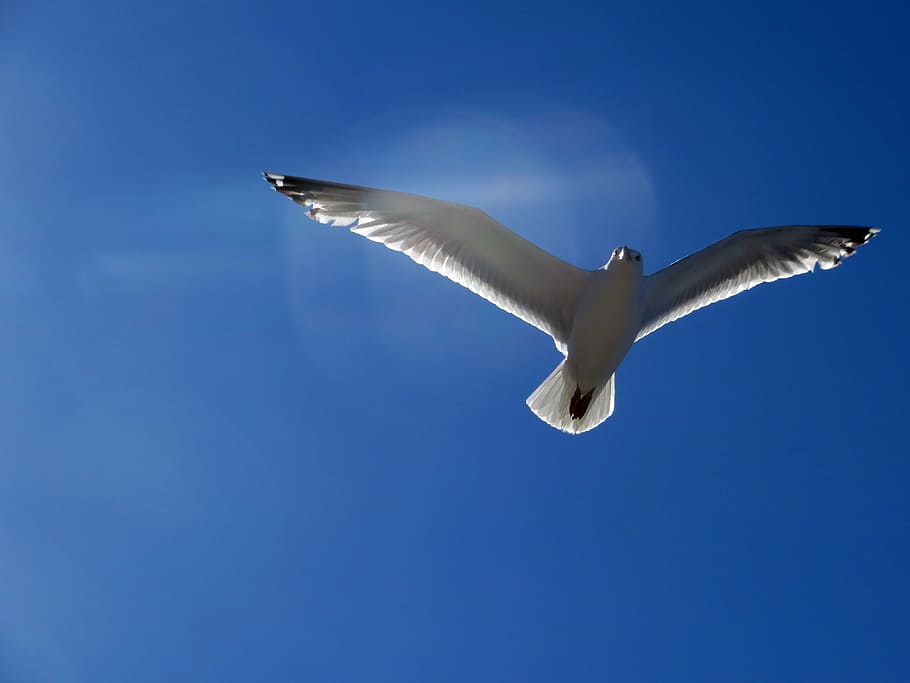 gabbiano, volare, planata, vela, elegante, uccello, cielo, ala, mare Baltico, costa, volante, natura, blu, ala animale, animale, mare, la libertà, uccello di mare, aria, ali spiegate, animali allo stato selvatico, fauna selvatica, temi animali, vertebrato, Inquadratura dal basso, un animale, nessuno, cielo sereno, mezz'aria, giorno, Colore bianco, copia spazio, all'aperto, 4K