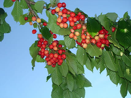 ciliegie, primavera, albero da frutta, ciliegia, frutta, albero, ciliegia selvatica, cibo e bevande, foglia, rosso, mangiare sano, frutti di bosco, cibo, parte vegetale, colore verde, freschezza, natura, Inquadratura dal basso, crescita, pianta, giorno, benessere, cielo, avvicinamento, nessuno, all'aperto, sorbe, maturo, 2K, CC0, dominio pubblico, privo di copyright