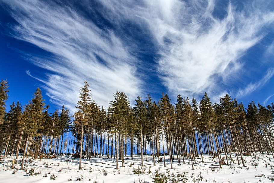 zelená, borovice, modrý, nebe, krajina, fotografování, stromy, sněhové pole, zataženo, bílý, sníh, zimní, strom, rostlina, Příroda, mraky, studená teplota, mrak - nebe, venku, scén, scenics - příroda, krása v přírodě, mimoměstské scény, přistát, klid, hora, klidné scény, les, životní prostředí, den, bílá barva, nikdo, jehličnatého stromu, borové lesy, zasněžené hory, 4K