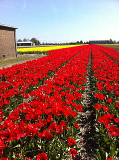 tullips, red, flowers, fields, netherlands, spring, holland, nature, dutch, flower, flowering plant, plant, beauty in nature, growth, freshness, fragility, vulnerability, field, sky, landscape, land, tranquility, agriculture, day, rural scene, no people, environment, flowerbed, springtime, outdoors, flower head, 2K, CC0, public domain, royalty free