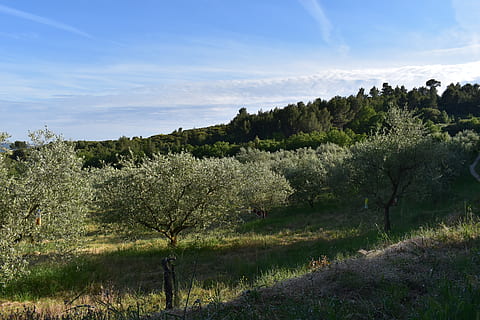 olive, tree, nature, plant, growth, sky, beauty in nature, tranquil scene, tranquility, scenics - nature, landscape, no people, land, green color, environment, non-urban scene, field, cloud - sky, day, outdoors, sunlight, 5K, CC0, public domain, royalty free