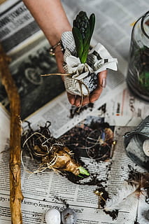 planting, seedlings, newspaper, covered, table, quail eggs, Woman, newspapers, plant, gardening, seedling, dirt, sapling, growth, growing, people, human Hand, human body part, high angle view, preparation, indoors, adult, one person, real people, paper, creativity, hand, variation, close-up, vegetable, choice, large group of objects, art and craft, holding, body part, food, messy, 5K