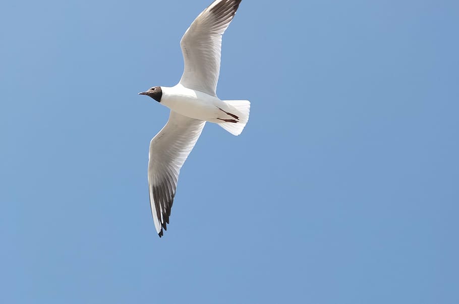 gavina, cel, kunming, volar, volant, animals a la natura, ales separades, fauna animal, temes d'animals, animal, ocell, vertebrats, vista d’angle baix, un animal, cel clar, blau, Color blanc, còpia espai, cap gent, dia, naturalesa, a l'aire, a l'aire lliure, 2K