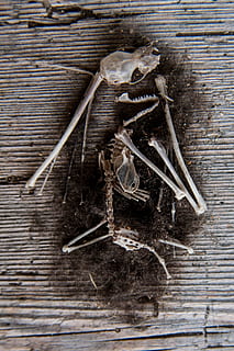 muis, skelet, botstapel, montuur, dood, bot, vacht, haar-, hout, plank, hout - materiaal, eten en drinken, studio opname, binnenshuis, geen mensen, voedsel, ingrediënt, recht boven, hoge hoekmening, kruid, fabriek, detailopname, tafel, natuur, kruidenmedicijn, geneeskunde, gezondheidszorg en medicijnen, dier, Chinese kruidengeneeskunde, 4K, CC0, publiek domein, royaltyvrij