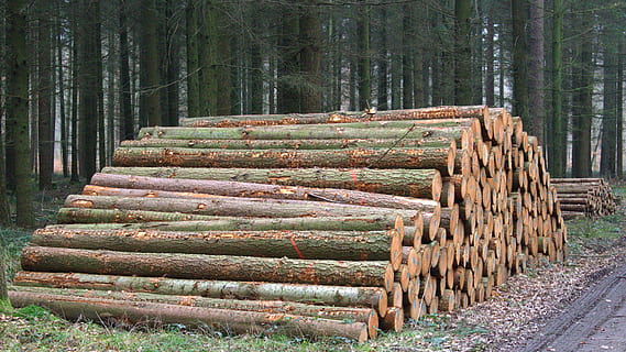 des troncs d'arbres, forêt, holzstapel, sylviculture, empiler, grand groupe d'objets, bois, industrie du bois, journée, en plein air, arbre, plante, terre, la déforestation, bûche, bois - matériau, des bois, abondance, bois de chauffage, tronc d'arbre, la nature, personne, tronc, 4K, CC0, domaine public, libre de droits