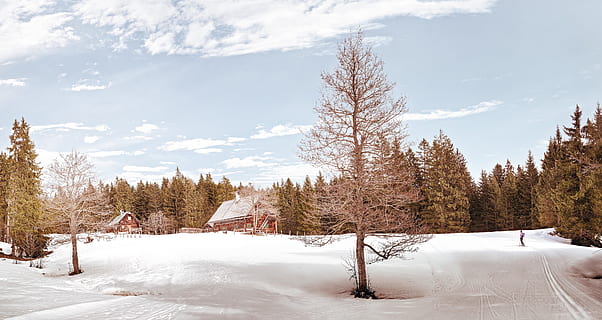 grå, asfaltvej, omgivet, træer, mand is, stå på skøjter, ved siden af, grøn, blad træ, hus, sidste vinter, jord, træ, sne, chalet, vinter, natur, landskab, Skov, udendørs, scenics, koldtemperatur, sæson, ikke-urbane scene, himmel, ingen mennesker, is, bjerg, frost, skønhed i naturen, landlige scene, rolig scene, Frosset, kold temperatur, vejr, hvid farve, plante, scenics - natur, fyrretræ, miljø, nåletræ, rejse, Pinaceae, fyrreskov, eviggrønne træ, 8K, CC0, offentligt domæne, royaltyfrie