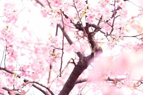 fotografie, cireașă, blossoms tree, flori de cireș, copac, culoarea roz, natură, primăvară, Japonia, floare de cires, ramură, inflori, petală, cap de floare, floare, plantă, sezon, prospeţime, în aer liber, cires, a închide, frumusețe în natură, fundaluri, planta cu flori, fragilitate, creştere, vulnerabilitate, vedere unghiulară joasă, zi, nici o persoana, floare de prune, buchet de flori, 1080P, CC0, domeniu public, fără drepturi de autor