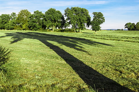 træ, skygge, stor, perspektiv, sene sommer, natur, landskab, grøn, plante, græs, grøn farve, sollys, skønhed i naturen, himmel, rolig scene, ro, jord, dag, vækst, ingen mennesker, Mark, scenics - natur, miljø, udendørs, 5K, CC0, offentligt domæne, royaltyfrie