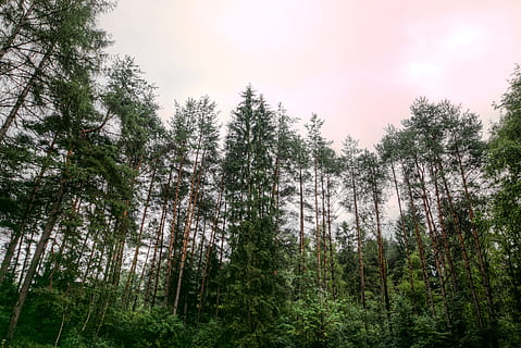 krajina, Příroda, nebe, mraky, jehličnatý strom, denní světlo, životní prostředí, evergreen, les, zelená, růst, listy, nízký úhel záběru, fotografování přírody, příroda tapety, venku, park, borovice, scenérie, stromy, strom, rostlina, krása v přírodě, klid, přistát, klidné scény, mimoměstské scény, nikdo, den, scenics - příroda, zelená barva, nízký úhel pohledu, jehličnatého stromu, borové lesy, 5K, CC0, veřejná doména, bez autorských práv