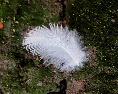 pena, plumas, branco, fofo, leve, peso leve, cor branca, fechar-se, vulnerabilidade, fragilidade, ninguém, suavidade, natureza, terra, dia, animal, plantar, pássaro, focar em primeiro plano, beleza na natureza, ao ar livre, temas animais, animais em estado selvagem, visão de alto ângulo, 1080P, CC0, domínio público, royalty free
