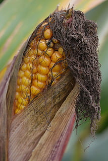 maíz, matraz, vegetal, naturaleza, de cerca, animales en la naturaleza, fauna animal, temas de animales, nadie, día, animal, amarillo, un animal, centrarse en primer plano, árbol, al aire libre, planta, comida, vertebrado, comida y bebida, material de madera, 4K, CC0, dominio público, libre de derechos