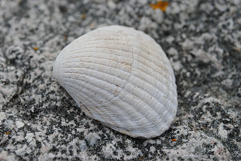 kerang laut, batu, pantai, kulit binatang, pasir, merapatkan, fosil, padat, kulit, tanah, batu - benda, tidak ada orang, hewan, satwa liar hewan, alam, hari, pola, bertekstur, pola alami, tema binatang, fokus pada latar depan, di luar rumah, laut, 4K, CC0, domain publik, bebas royalti