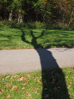 boom, hispanic, logboek, schaduw, gras, groene kleur, natuur, zonlicht, buitenshuis, fabriek, dag, land-, groei, veld-, voetpad, park, echte mensen, kalmte, park - door de mens gemaakte ruimte, focus op schaduw, schoonheid in de natuur, 4K, CC0, publiek domein, royaltyvrij