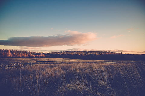 pole trawy, chmury, światło dzienne, pole, trawa, krajobraz, matka Natura, na dworze, niebo, drzewa, Las, spokojna scena, spokój, scenics - natura, piękno natury, środowisko, chmura - niebo, wylądować, roślina, żadnych ludzi, scena pozamiejska, Natura, zachód słońca, idylliczny, wzrost, dzień, 5K, CC0, domena publiczna, darmowe zdjęcia