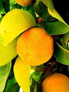 citrón, oranžový, mandarinka, strom, ovoce, Příroda, citrusové plody, listy, zdravý, vitamíny, jídlo, list, rostlinné části, svěžest, růst, jídlo a pití, rostlina, Zdravé stravování, detail, oranžová barva, citrusové ovoce, nikdo, ovocný strom, blahobyt, krása v přírodě, pomeranč, venku, zralý, 4K, CC0, veřejná doména, bez autorských práv