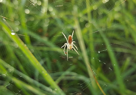 aranya, camp orbweaver, web, teranyina, aràcnids, gotes de rosada, primer pla, naturalesa, bokeh, larinia borealis, animal, temes d'animals, fragilitat, animals a la natura, un animal, fauna animal, invertebrat, planta, insecte, artròpode, enfocament selectiu, vulnerabilitat, bellesa a la natura, cap gent, dia, a l'aire lliure, cames d’animal, complexitat, rosada, 2K, CC0, domini públic, lliure de regalies